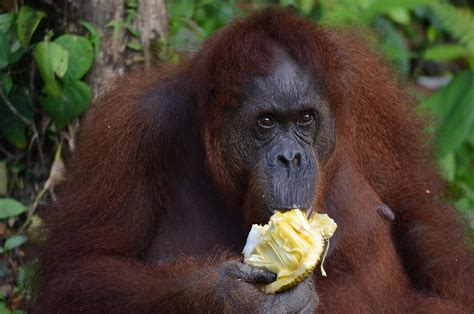 orangutans diet